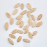 Cucumber Seeds - Image 2